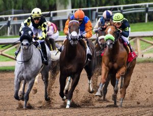 horse races